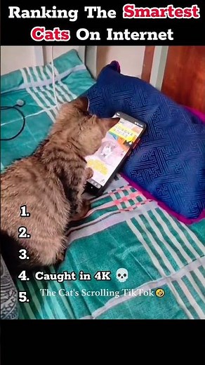 Cats are all geniuses 😼🧠 | Here's the TOP 5 smartest Cats on internet 🤯