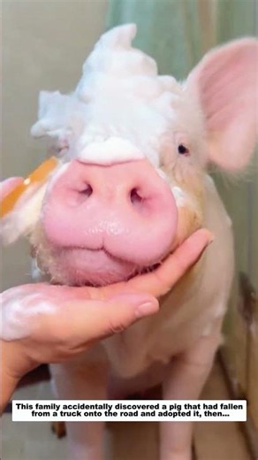 This family rescued a pig that fell from a truck, and then...