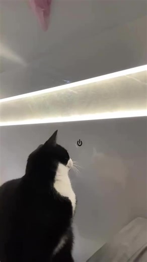 Hilarious Smart Cats Compilation