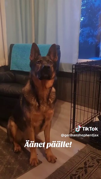 Why Choose a German Shepherd for Home Protection