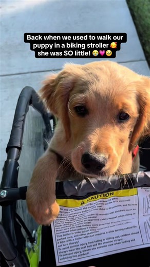 We love you baby Penny! I can’t believe how much she’s grown since this! #puppy #dog #dogsofttiktok #cutepuppy #puppytiktok