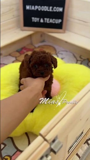 So adorable akc toy/ teacup poodle puppies 🫶🫶