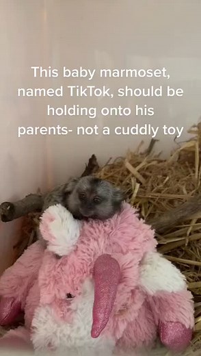 Alison Monkey World Ape Rescue: TikTok Should Be with Parents, Not Cuddly Toy
