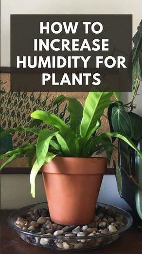 How to Increase Humidity for Plants 🌱 | Easy Indoor Plant Care Tips #indoorplants #plantcare