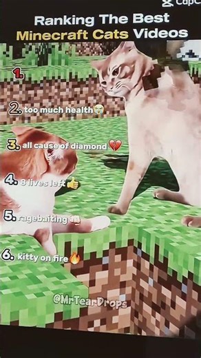 funniest minecraft cat situations 🤣😂😆