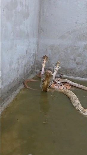 Multiple Snakes Raise Their Hoods in Water – Rare Wildlife Moment! #shorts #snake #snacks #wildlife