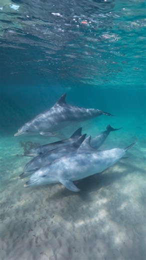 160K views · 11K reactions | Where can you see all this wildlife in...