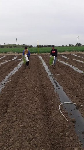 Enza e Enzo su TikTok