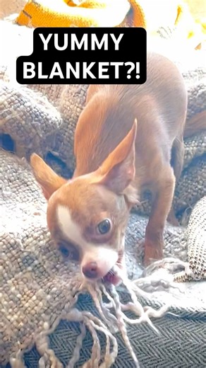 Why Is This Blanket SO Yummy?! 🤨 #Chihuahua #FunnyDog #shorts