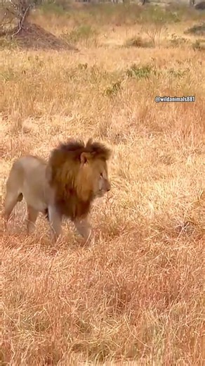 A pride of lionesses protecting a leopard from a male lion 🦁🐆 #WildlifeEncounters #AnimalBehavior #NatureDrama #Animal #Wildlife | Tribeni Online