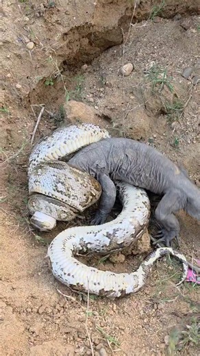 Big Python Snake vs Monitor Lizard 🦎 🐍😱 #trending #snake #wildliferescue #shortvideo #youtubeshorts