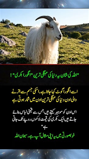 World’s Most Expensive Angora Goat 🐐 | Mohair Wool & Luxury Clothing