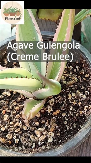 7 Exotic Agave Varieties 🌵 Rare Agave Plants You Must See #shorts