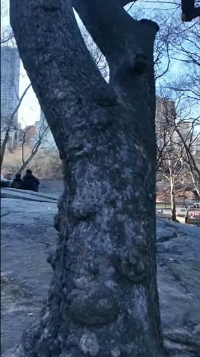 Sunset in Central Park: New York City 4K Walk 🏙️