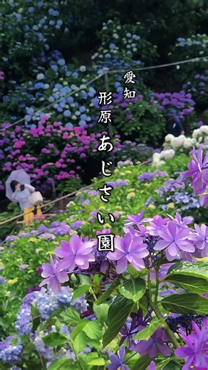 形原温泉あじさいの里 見頃情報｜2026年6月のあじさい祭り