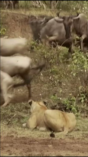 Life of African Lions – Lions Stalk Prey During The Wildebeest Migration !