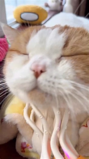 PlayTailCo | 【Smart Tentacle Explorer】 The ultimate AI-powered prey! ✅ 8 independently moving tentacles ✅ Food-grade silicone material ✅ Ultra-quiet... | Instagram