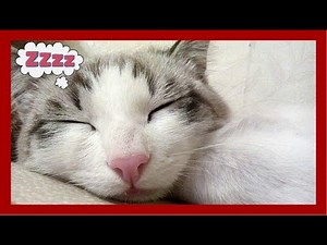 Cat Purr Sound To Sleep And Sleep Well - White Noise Relaxation
