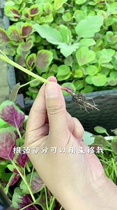 苋菜移栽方法