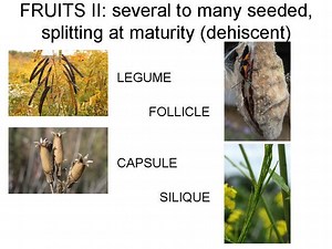 Follicle (fruit) ~ Everything You Need to Know with Photos | Videos