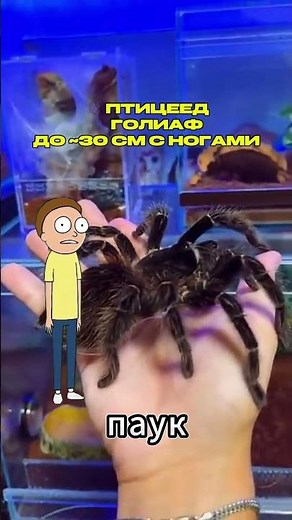 🕷️ These spiders are going to send Morty to the afterlife 💀