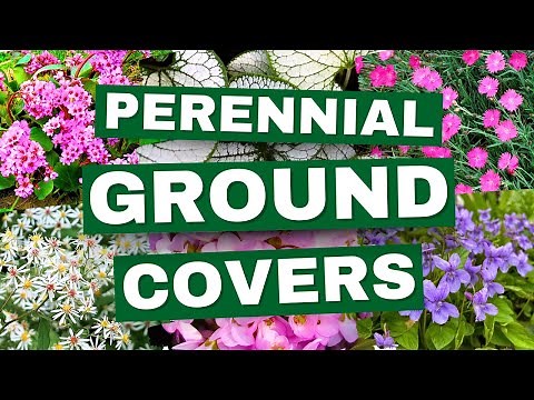 😍 15 Perennial Ground Cover Plants That Come Back EVERY Year! ✨