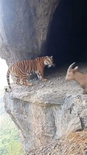 Tiger's Edge: Raw Wild Encounter