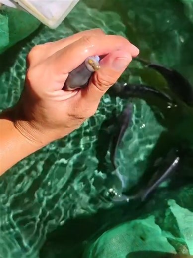 Collecting Fry of African Cichlids