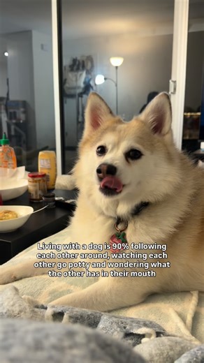 I guess we ain’t that different 😂 #pomsky #minihusky #pomskylife #pomskylife #cutepuppy #minihuskypuppy #funnydog #huskypuppy #puppygram #puppylove #pomskies #dogmom | The Pomsky Garden