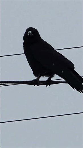 Hello, crow #short #crow #birdwatching