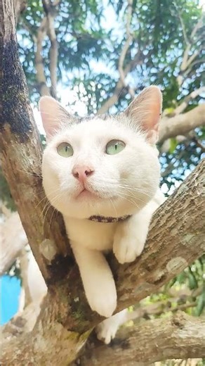 beautiful cat eyes 😻 #matercat #cutecats #kittens #meow #shorts