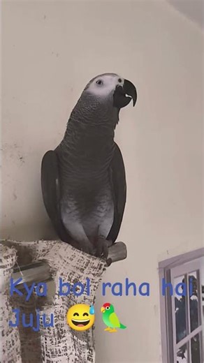 You Won’t Believe This Talking African Grey! 🦜🔥#smartparrot#talkingparot#Africangrey
