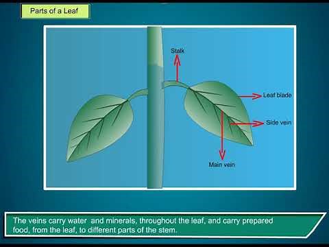 Parts of a Leaf - Science Class 4