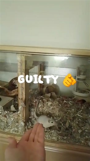 it's always the most expensive stuff 😭 #gerbil #cute #funny #fyp #viral #animals #gerbils