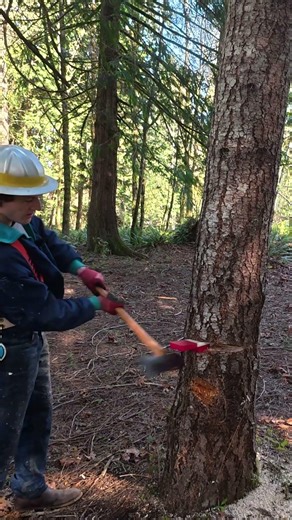 MY FIRST TREE CUT w/Felling Wedges #diy #chainsawman #logging #beginner