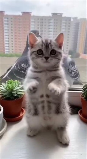 Hilarious Cat Dances the Macarena for Pigeons 🐱💃