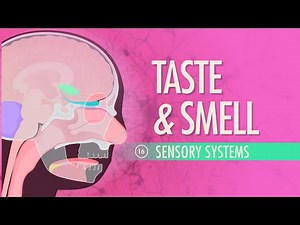 Nerdfighteria Wiki - Taste & Smell: Crash Course Anatomy & Physiology #16