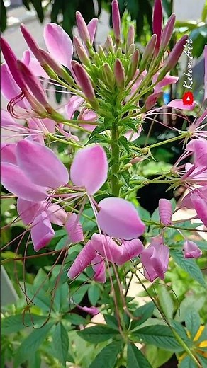 Spider Flower: The Only Spiders I'll Actually Want in My Garden!