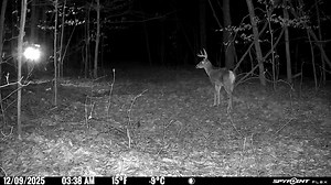 At least one buck made it through so far.. | Brian's Adventures in the Ohio timber