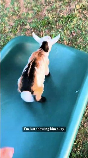 Baby goats discover a slide part 2 #goat #minigoats