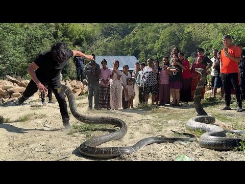 दुनिया का सबसे जहरीला सांप किंग कोबरा ने कैसे किया अटैक फिर कैसे रेस्क्यू किया गया!😱 King Cobra