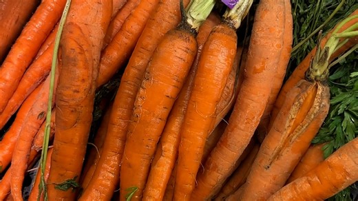 New food distribution center could be coming to Panther