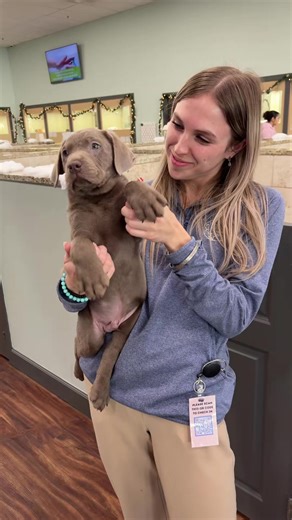 Meet the star of Dream Tails Boutique ✨🐾 Our adorable silver Labrador retriever puppy is stealing hearts one tail wag at a time 🤍 #DreamTailsBoutique #SilverLabPuppy #SilverLabrador #LabPuppyLove #PuppyTok 🐾