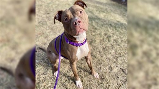 Meet Lovely, a 2-year-old dog available to adopt, plus learn about the Wisconsin Humane Society's pet food pantry