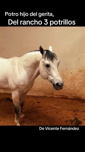 Potro hijo del gerita semental cuarto de milla de rancho 3 potrillos #parati #caballos #socialmedia #entretenimiento #mexico