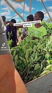 202 reactions · 8 comments | For more information on how to plant,takes care,harvesting and market contact us +254790266190 or +254727964458 WAMBUGU APPLES This is how we prepare plants for export | Wonderful heaven fruits orchard | Facebook