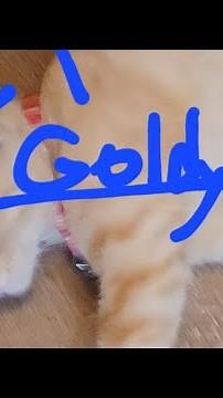 Tsum Tsum Kingdom - S1E7: The Cat Mess