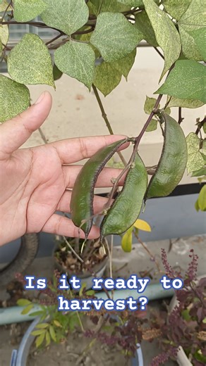 harvesting time... beans