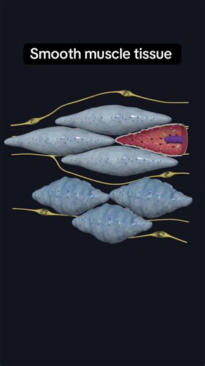 SMOOTH MUSCLE TISSUE - ‼️‼️ Smooth muscle is a specialized tissue that is not under conscious control, i.e., it is involuntary muscle. Unlike striated muscle (skeletal and cardiac muscle), the myofilaments in smooth (nonstriated) muscle are less organized and their arrangement does not appear as striations under the microscope. Smooth muscle is adapted to allow prolonged periods of contraction without fatiguing. Contraction is usually regulated by the autonomic nervous system, by both sympatheti