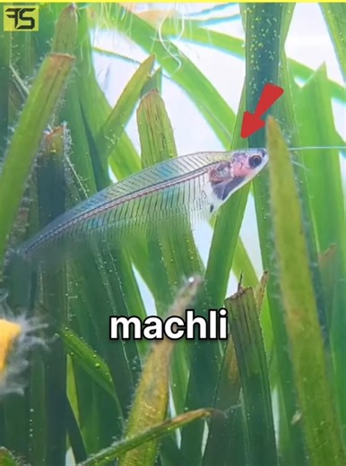 Thai glass catfish 🐠